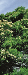 Les peuplades arboigènes utilisaient les feuilles de Tea-Tree