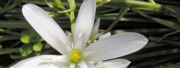 Fleurs de Bach, l'âme des fleurs (2 jours)