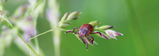 Infections froides et pathologies auto-immunes 